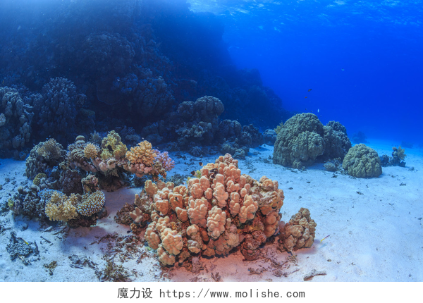 蓝色海洋底部的沙子和珊瑚礁珊瑚礁、 红海、 埃及